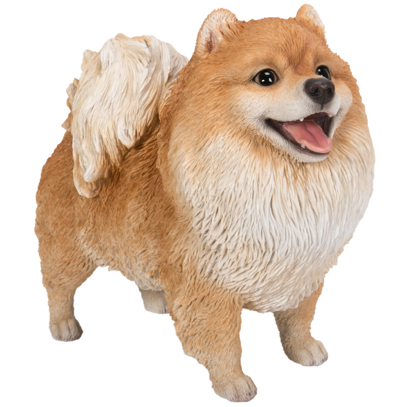 立つポメラニアン