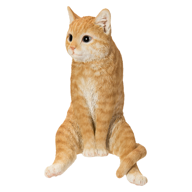 スコ座り茶トラ猫