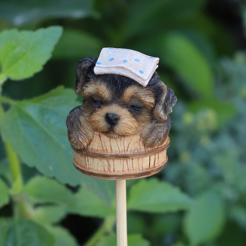 湯桶でくつろぐヨークシャーテリアガーデンピック