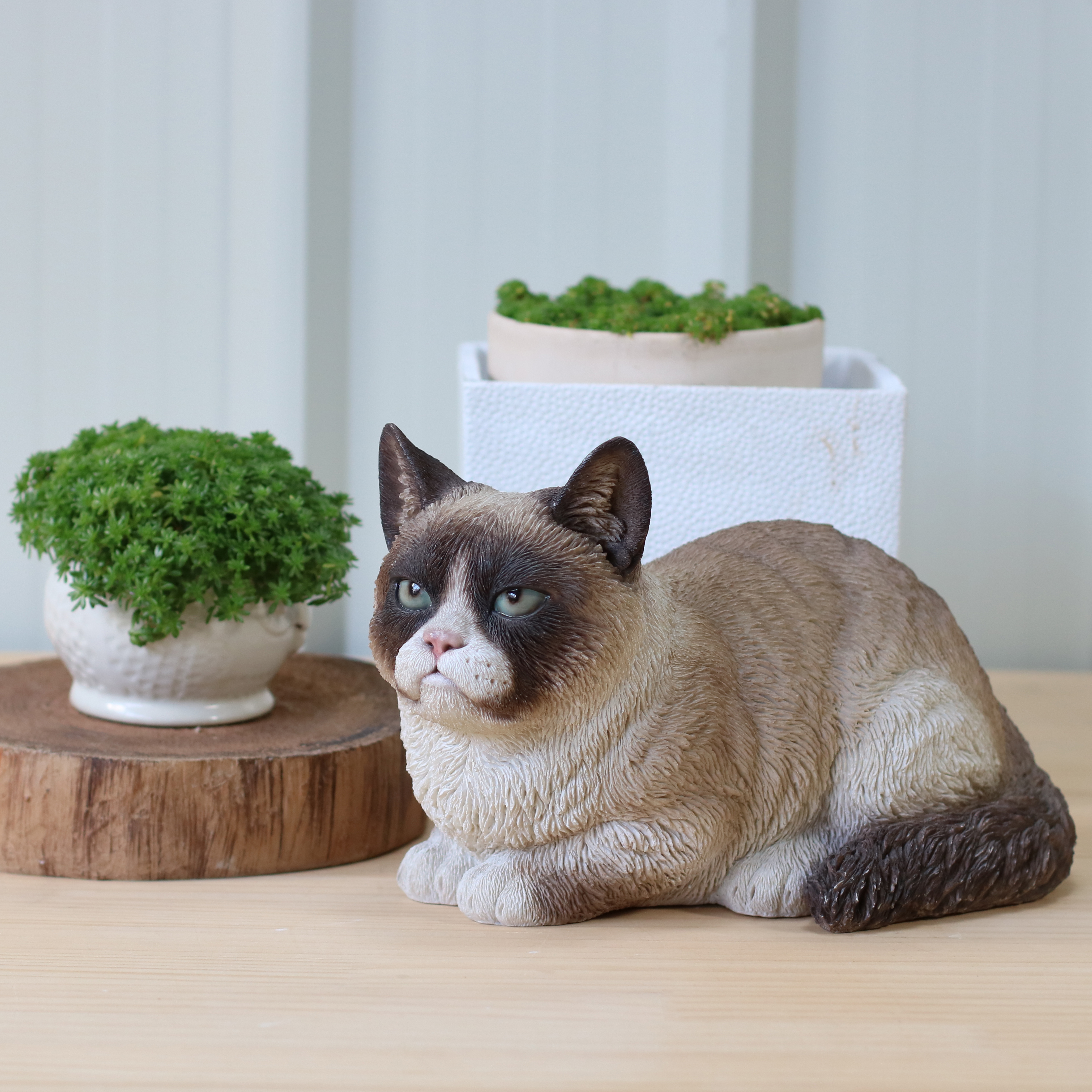 不機嫌なシャム猫