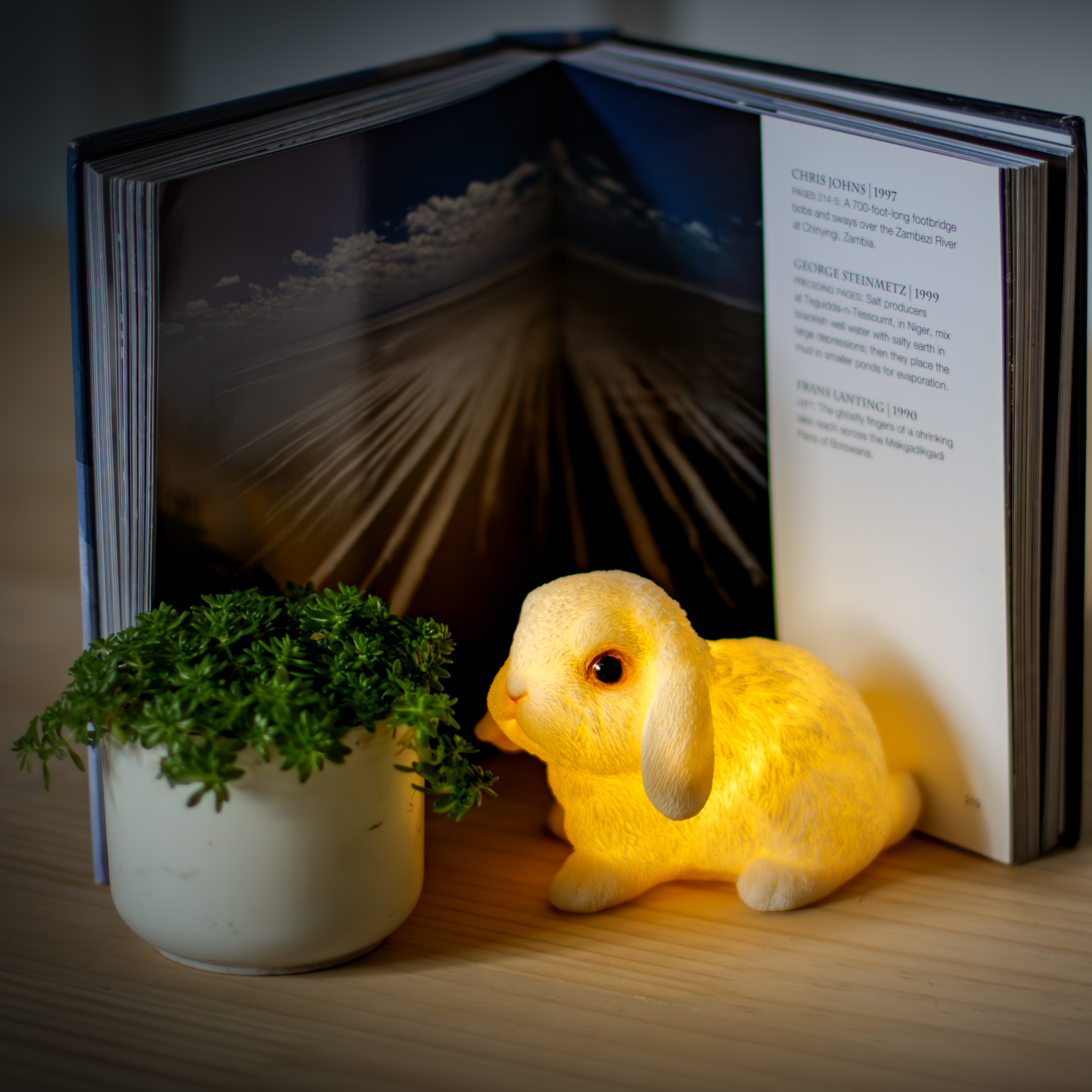 お座りアメリカンファジーロップ 白 ライト