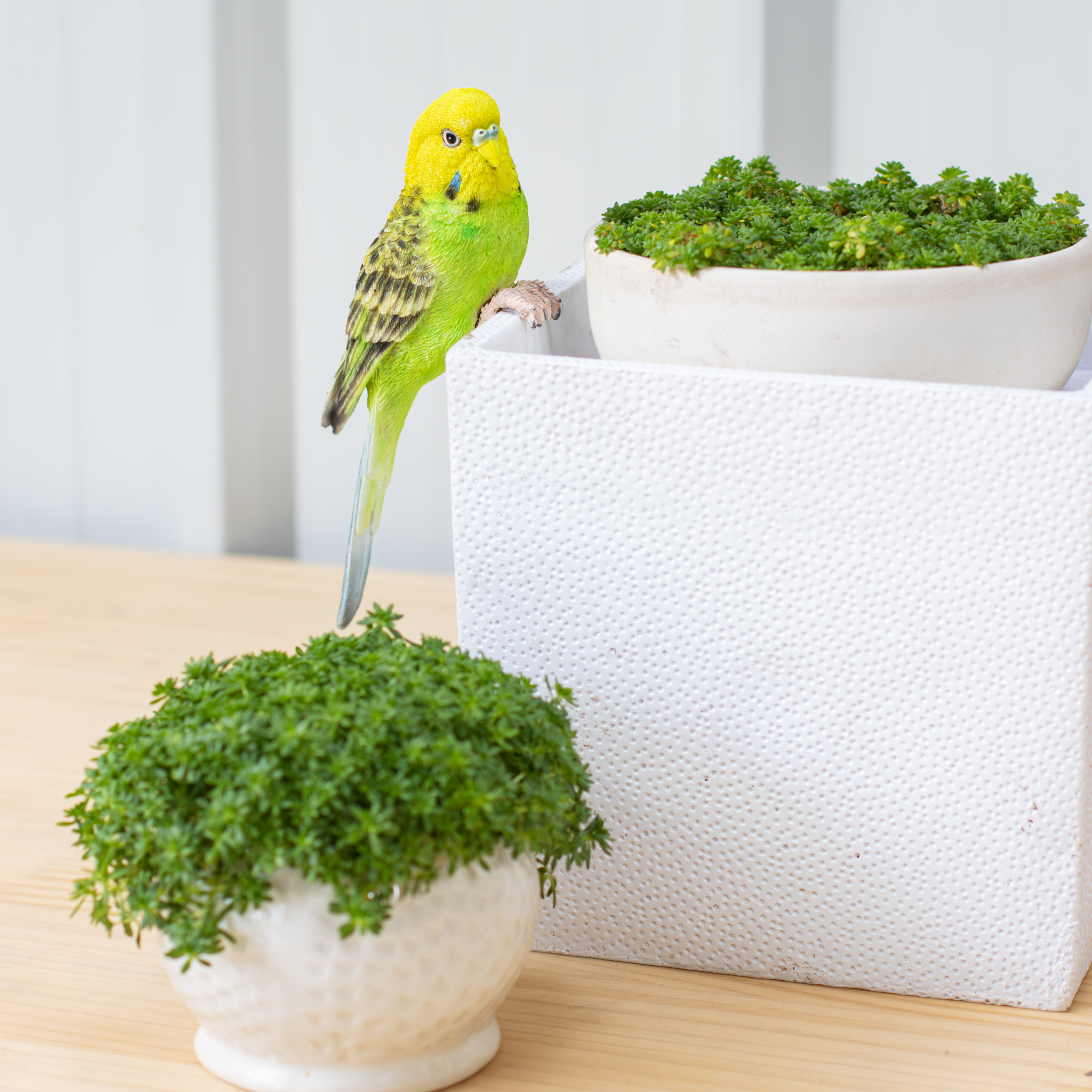 縁飾り 黄緑セキセイインコ