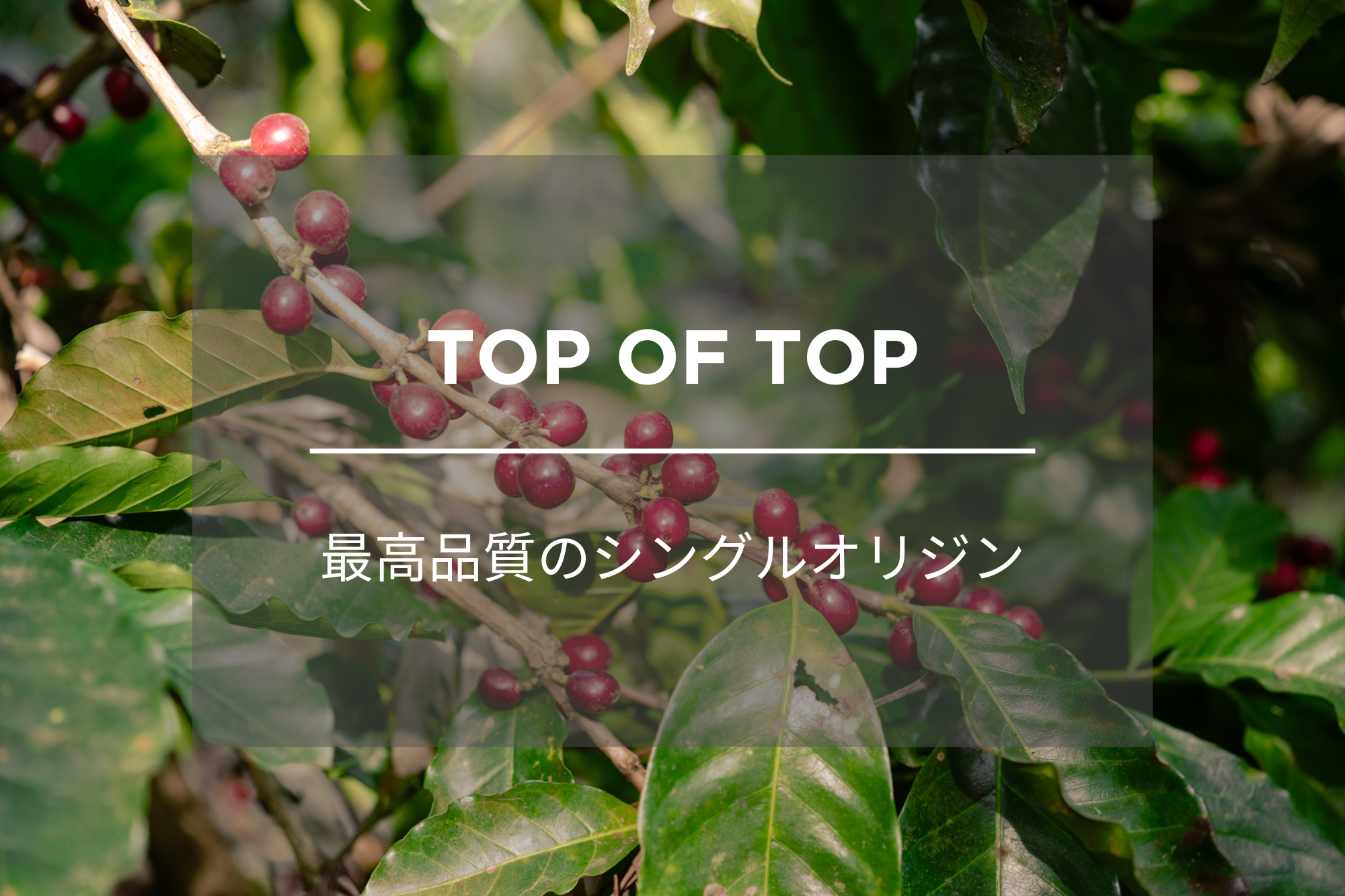 TOP OF TOP COFFEE