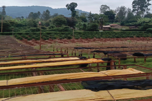 ケニア ムテカ+オタヤ デカフェ