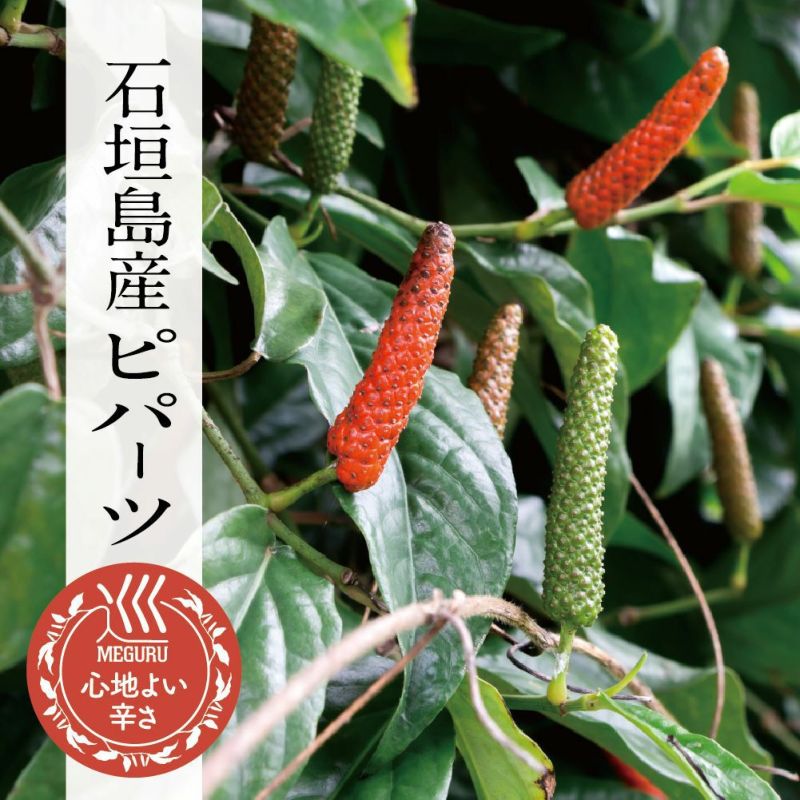 石垣島産生ピパーツ　巡